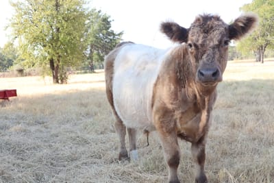 Hagrid, Mini Dun Belted Galloway Steer