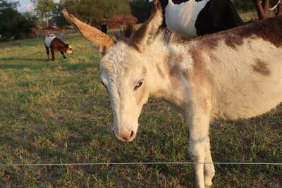 Freddy, Micro Donkey Jack [Stallion]