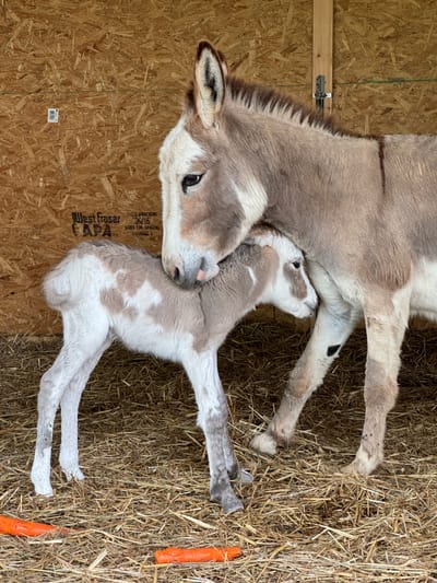 Mini Donkeys For Sale