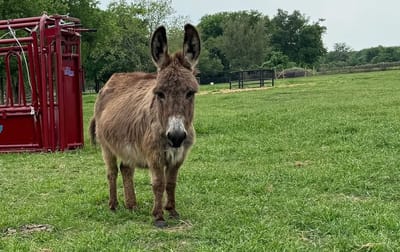 Penny, Mini Donkey Jenny