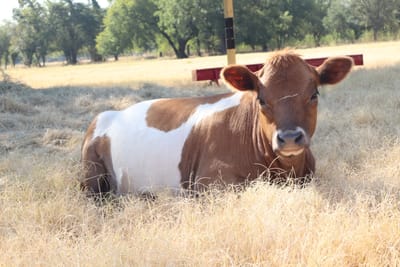 Wren, Mini-Mid Jersey Belted Galloway Cow SOLD