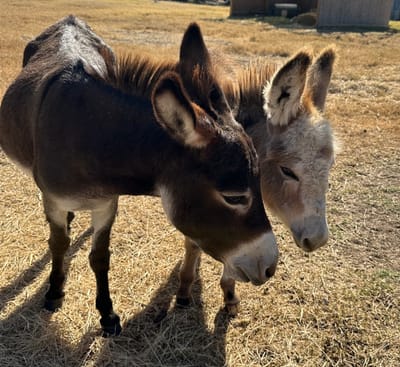 Rosa, Mini Donkey