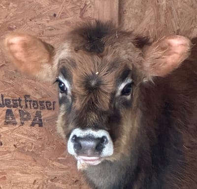 For Sale Mini-Mid Dun Jersey Belted Galloway Bull Calf