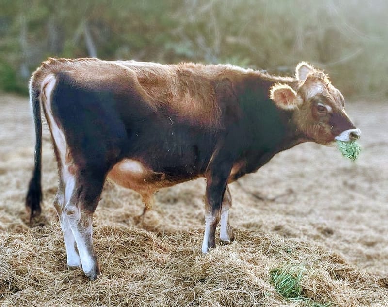 BB, A2A2 Mid Jersey Bull