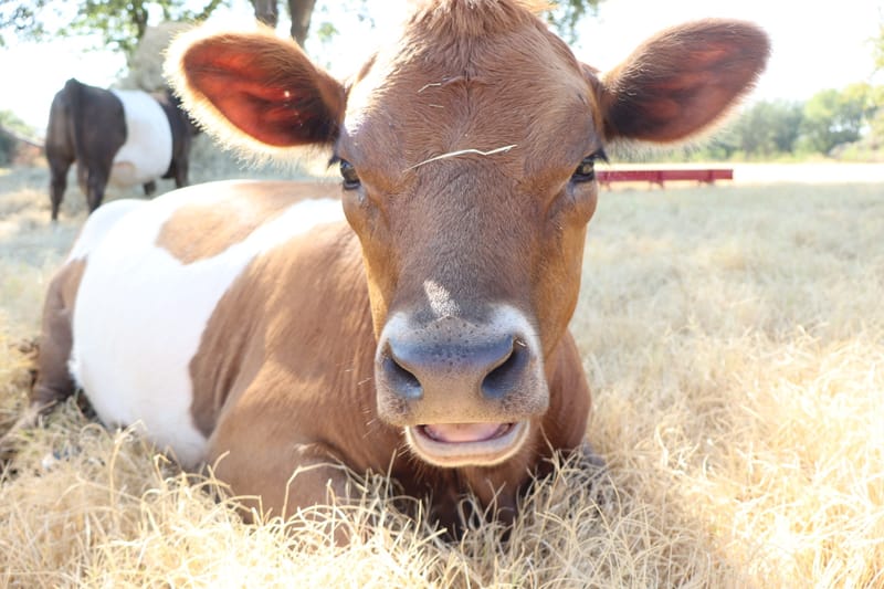 Why Mini Cow Crossbreeds Are Better for Homesteads