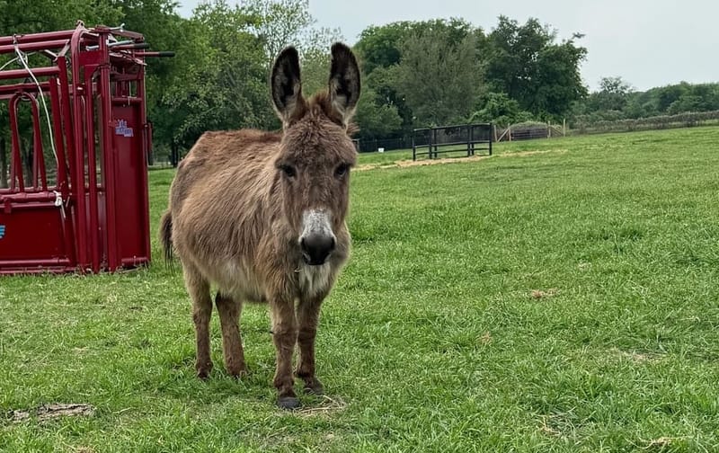 Penny, Micro Donkey Jenny